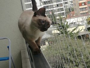 Mallas de protección para mascotas